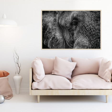 Poster Elefant Herbert