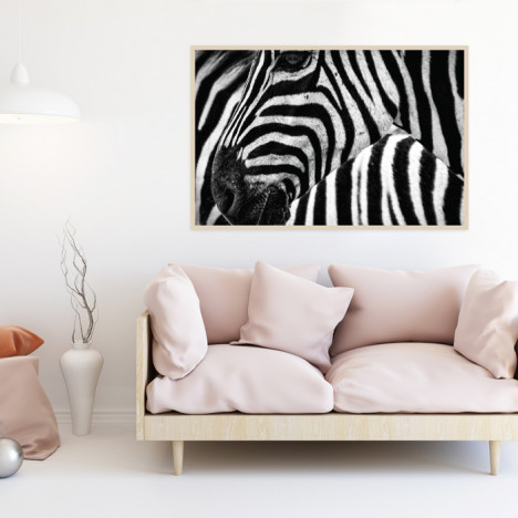 Poster Zebra