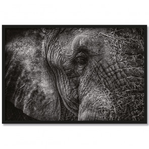 Poster Elefant Herbert