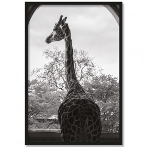 Poster Giraffe Vanessa