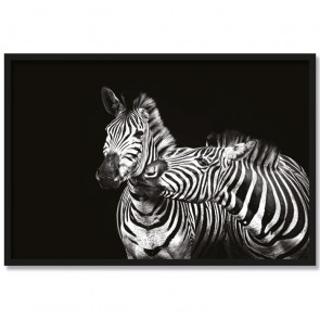 Poster Zebra Couple