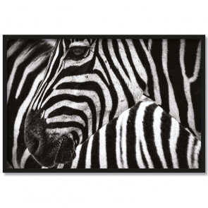 Poster Zebra
