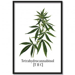 Poster Tetrahydrocannabinol [THC]