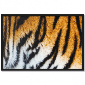 Poster Tiger Rahmen