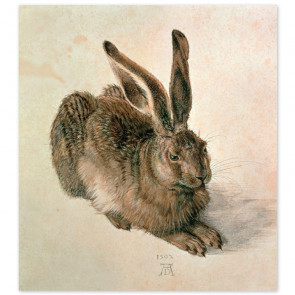 Poster Albrecht Dürer - Feldhase, junger Hase