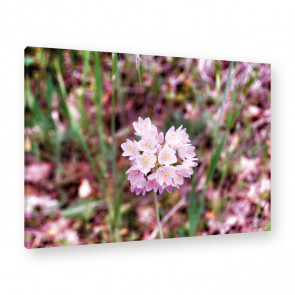 Leinwandbild - Just some Flowers - Wiese - Garten