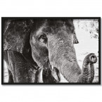 Poster Elefant Elsa