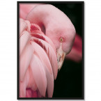 Poster Flamingo Roxi