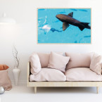 Poster Ammenhai im Meer