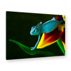 Leinwandbild - Eidechse - Regenwald - Chameleon - Colorful