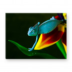 Leinwandbild - Eidechse - Regenwald - Chameleon - Colorful