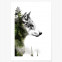 forest wolf poster wolf wald