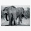 Poster Elefantenfamilie