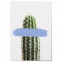 Poster Kaktus Blau Rahmen