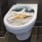 WC Aufkleber Starfish